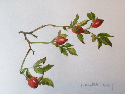 rose hips II, pencil and watercolour Annette Fienieg 2019