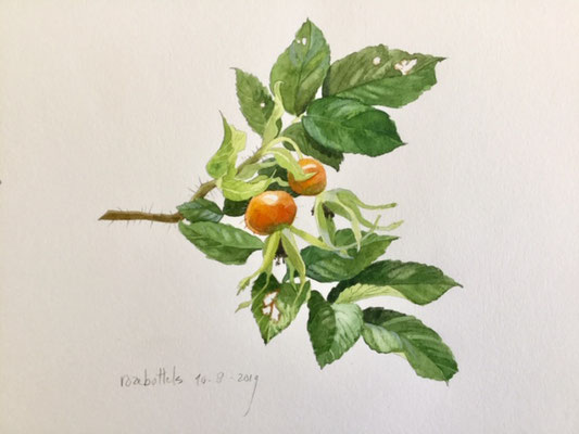 rose hips, pencil and watercolour Annette Fienieg 2019