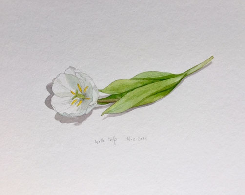 16-2-2021 Witte tulp, Annette Fienieg
