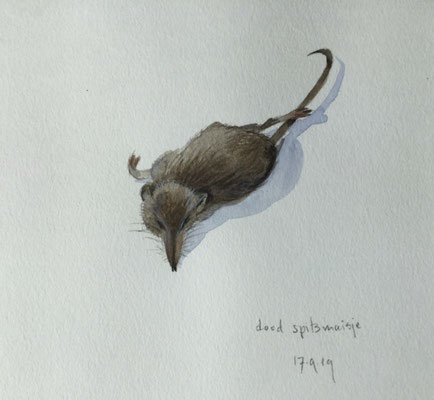 dead mouse, pencil and watercolour Annette Fienieg 2019