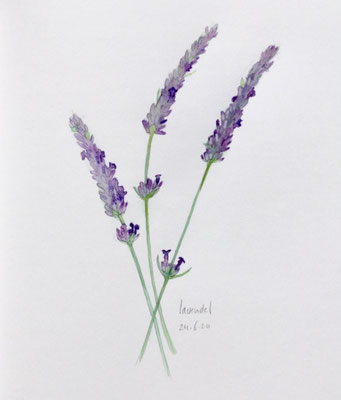 Annette Fienieg: Lavender