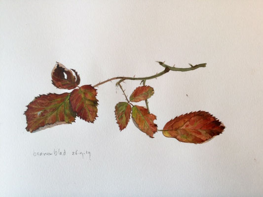 bramble leaves, pencil and watercolour Annette Fienieg 2019