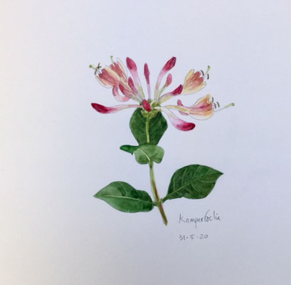 Annette Fienieg: honeysuckle