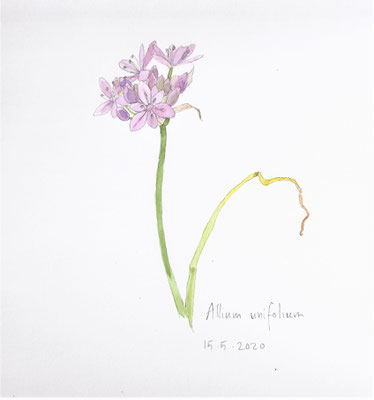 Annette Fienieg: Allium unifolium