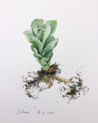 Annette Fienieg: Sedum; 16-3-2021