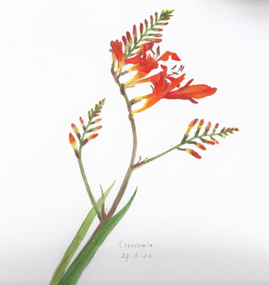 Annette Fienieg: Crocosmia