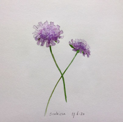 Annette Fienieg: Scabiosa