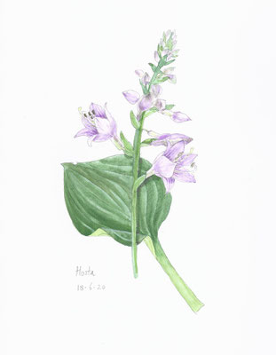 Annette Fienieg: Hosta