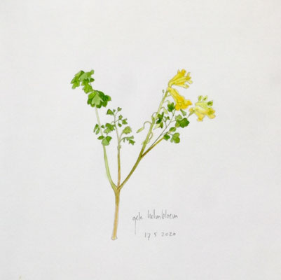 Annette Fienieg: Yellow corydalis