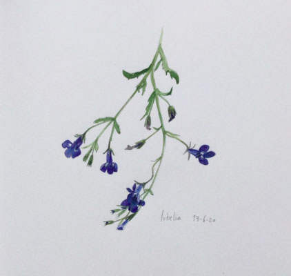 Annette Fienieg: Lobelia