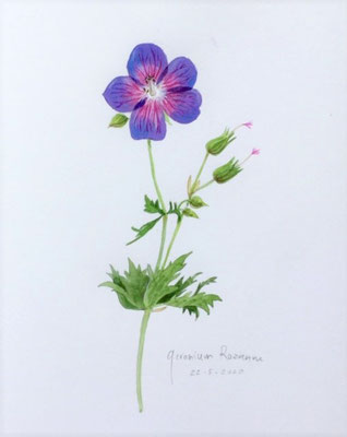 Annette Fienieg: Geranium Rozanne