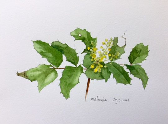 Annette Fienieg,: Mahonia, 29-3-2021