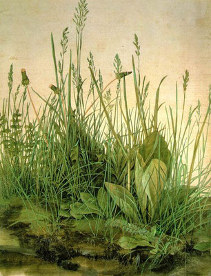 Albrecht Dürer: pol gras