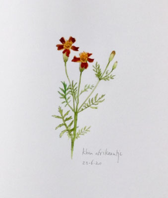 Annette Fienieg: small French Marigold