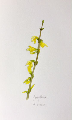 Annette Fienieg: Forsythia; 15-3-2021