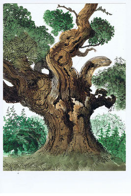 David Gentleman: Oak tree