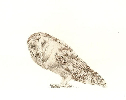 Peter Vos: barn owl