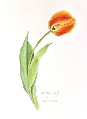 Annette Fienieg: Red and yellow tulip, 22-4-2021