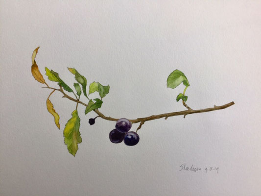 sloe, pencil and watercolour Annette Fienieg 2019