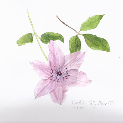 Annette Fienieg: Clematis Hagley Hybrid