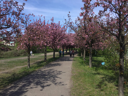 kersenbloesem in het muurpark