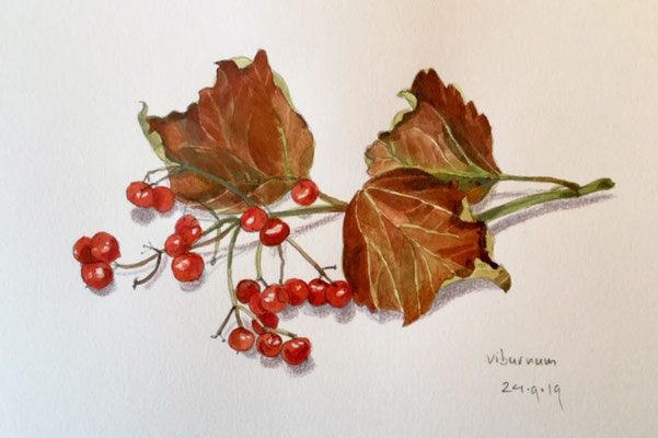 viburnum, pencil and watercolour Annette Fienieg 2019