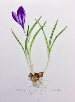 5-3-2021, Annette Fienieg: Crocus