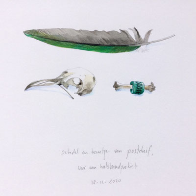 Annette Fienieg: Skull and bone of a carrier pigeon, feather of a ring necked parakeet; 18-11-2020