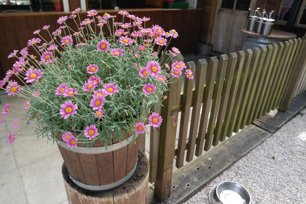 Der Kirchheimer Hirschgarten - Biergarten unter Kastanien - 26