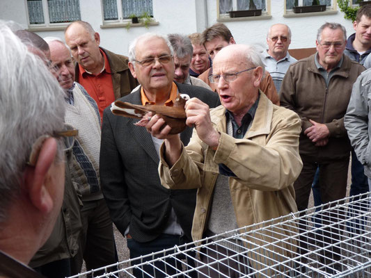 Begutachtung eines roten Mäusers