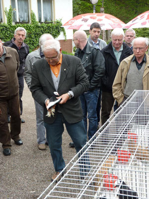 Unser Zuchtwart Gerhard Rößling begutachtet einen schwarzen Weißkopf