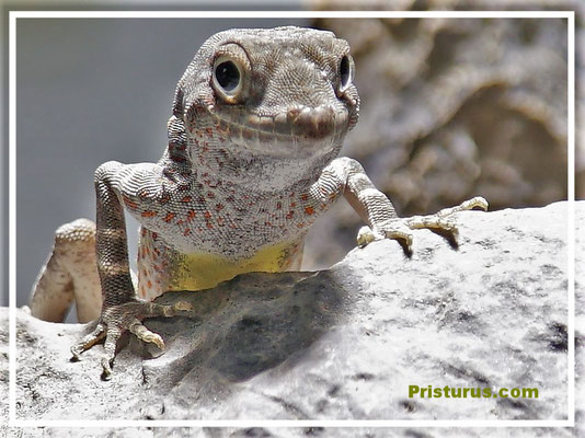 Prisrurus carteri -  " Masirah Island "