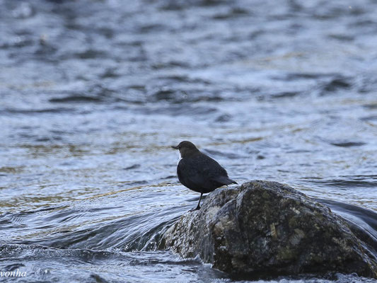 Cingle Plongeur Site De Yonhaphoto