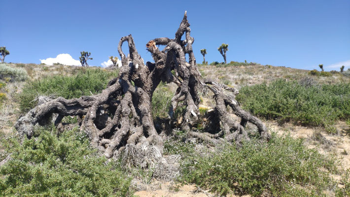 Schattenhöhle aus absterbendem Joshustree./Hole of shade made by an dying Joshua tree.