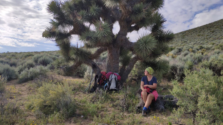 Sabine im Schatten einer Joshustree