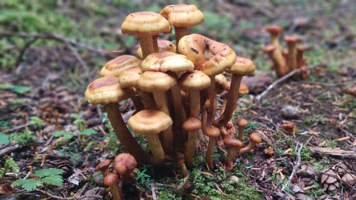 Familie Pilz