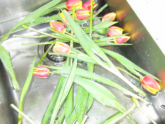 ... vorher in wasser eingeweichte tulpen