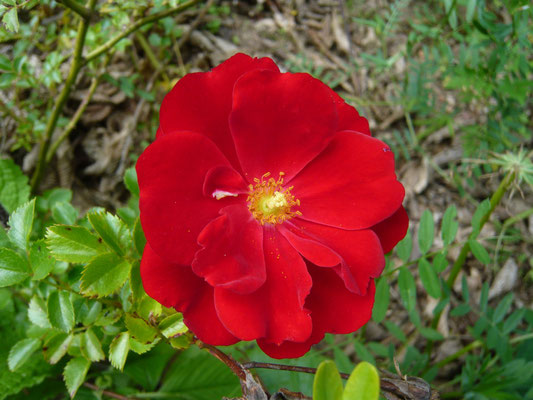 bodendeckerrose "austriana"