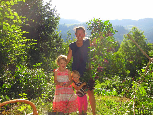 bei der holunderbeeren-ernte