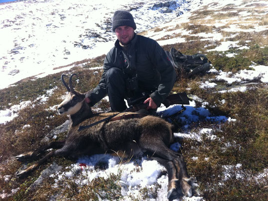 Camoscio maschio Alain (12 anni)