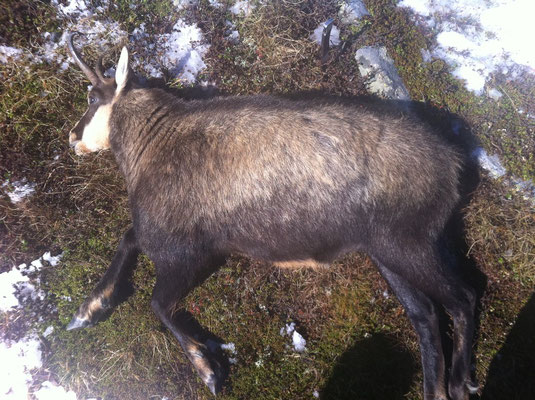 Camoscio maschio Alain (12 anni)