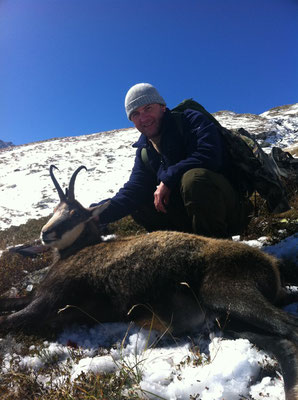 Camoscio maschio Alain (12 anni)