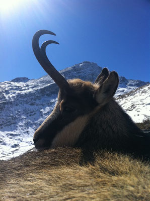 Camoscio maschio Alain (12 anni)