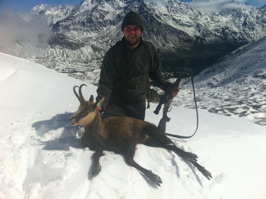 Camoscio maschio Alain (12 anni)