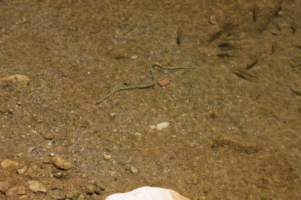 Eine giftige Wasserschlange