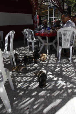 Viele Katzen
