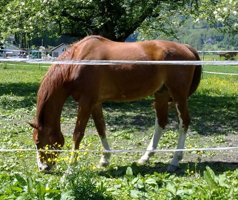 Aktuell Stinah Stiftung Fur Tiere In Not Animal Help