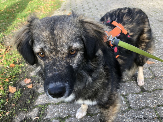 November 2020 - Bei Maja hatte ich sofort das Gefühl "das wird mein Hund"
