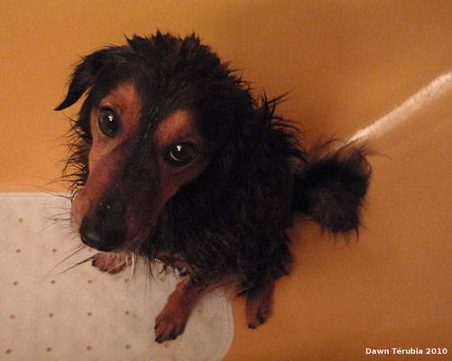 Wasserratte steckt nicht in ihm.  - Wasser ist zum trinken, nicht zum baden.