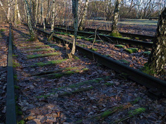 Biosphäre Südgelände am S-Bhf.Priesterweg